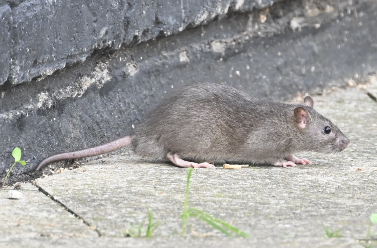 Rats in East London